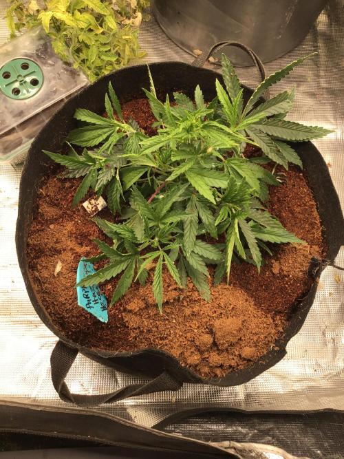 Purple Haze all in my brain. Week 3 - Week 3 veg, some hst. 
 .