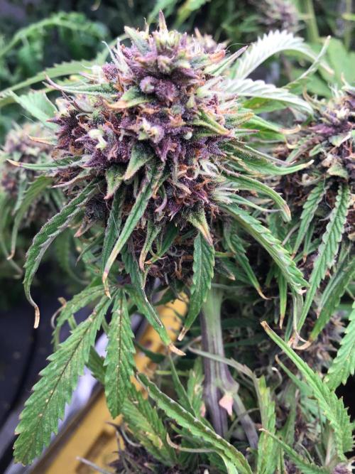 Tropicana cookies. Week 11 - Tropicana cookies is looking amazing!