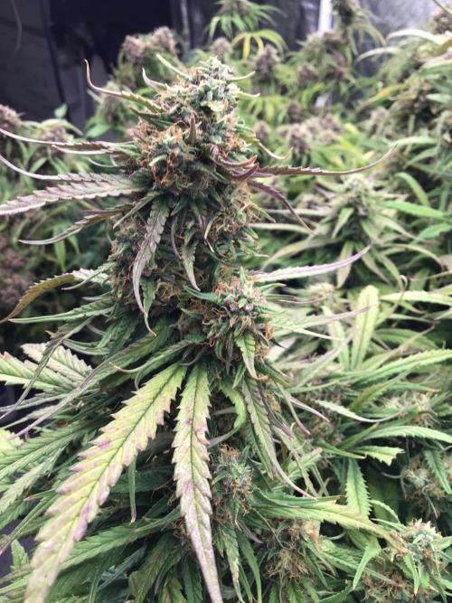 The Abode. Week 6 - Frostbanger is smelling incredible!!