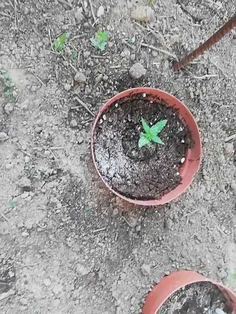 Autoflorecientes Eurogrow en Bancal