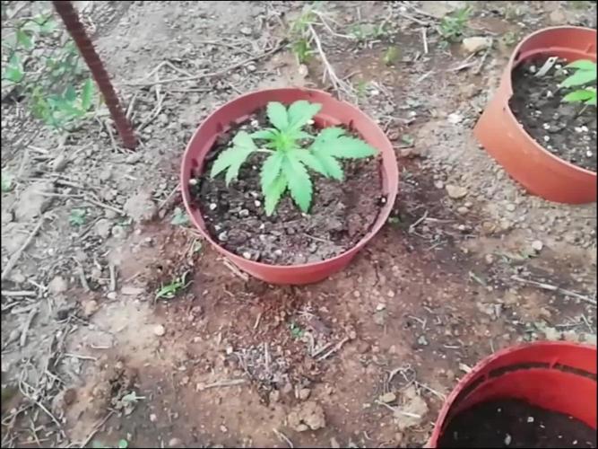 Autoflorecientes Eurogrow en Bancal