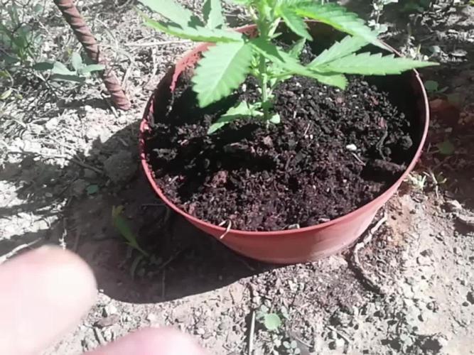 Autoflorecientes Eurogrow en Bancal