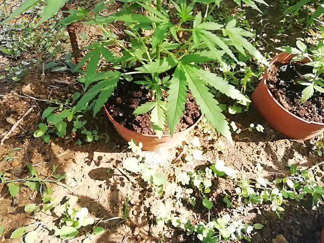 Autoflorecientes Eurogrow en Bancal