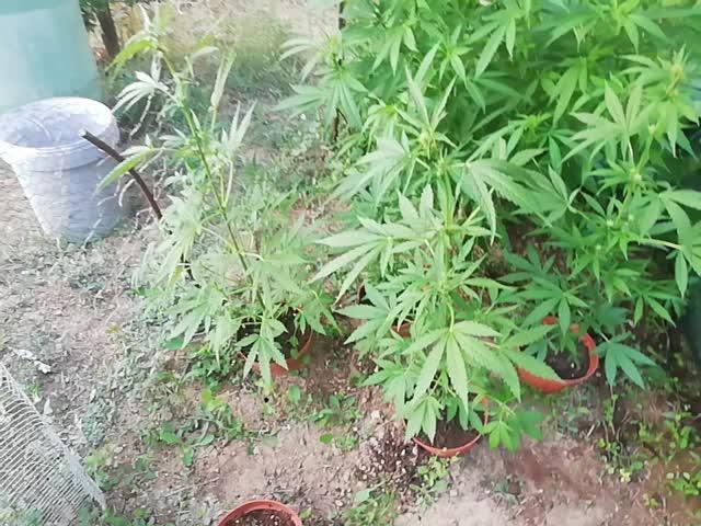 Autoflorecientes Eurogrow en Bancal