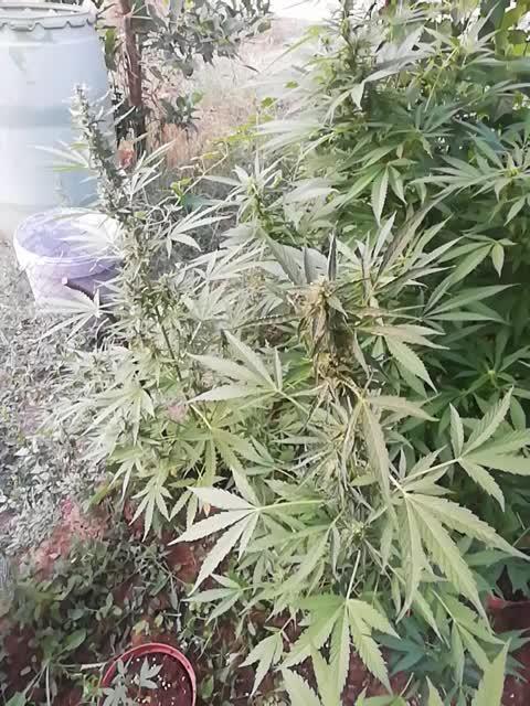 Autoflorecientes Eurogrow en Bancal