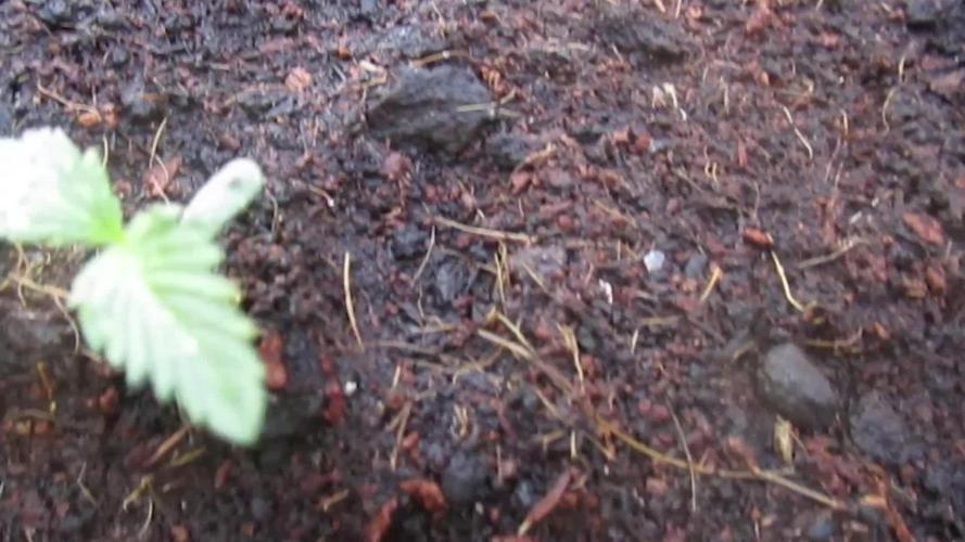 Auto Fractal vs Auto Moonroock Divine Se