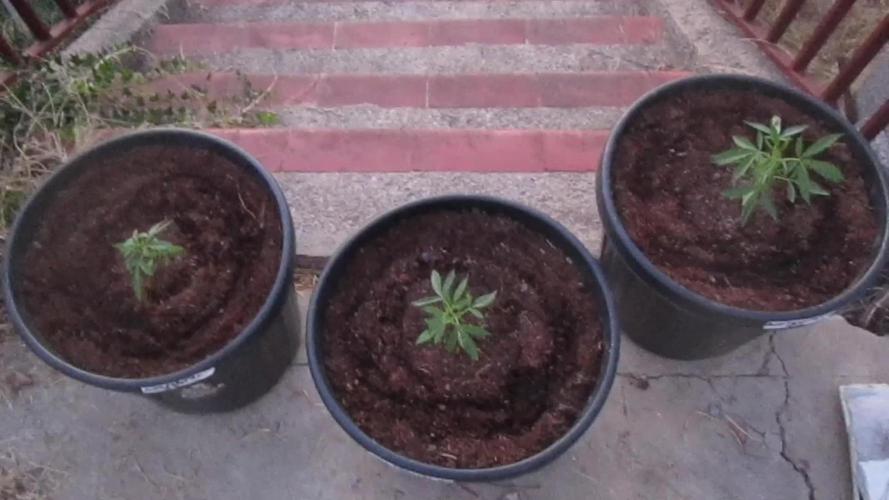 Auto Fractal vs Auto Moonroock Divine Se