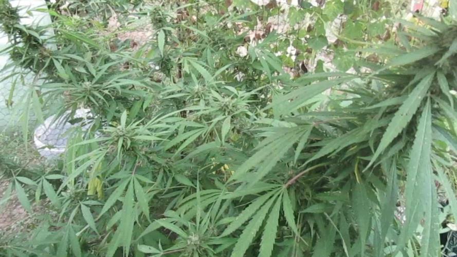 Sugar Black Rose F:V- Regalo Eurogrow