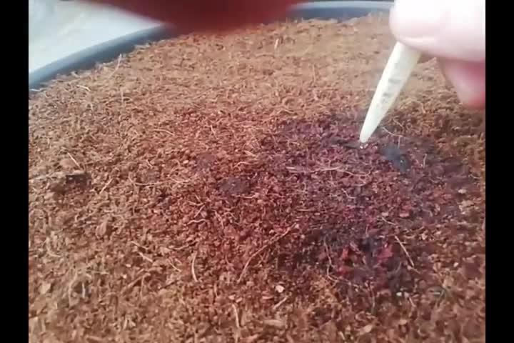Divine Seeds - Auto Moon Rock