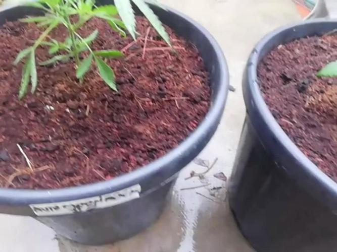 Auto Fractal vs Auto Moonroock Divine Se