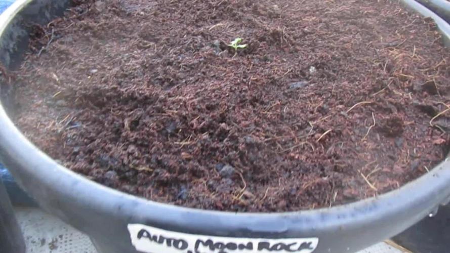 Divine Seeds - Auto Moon Rock