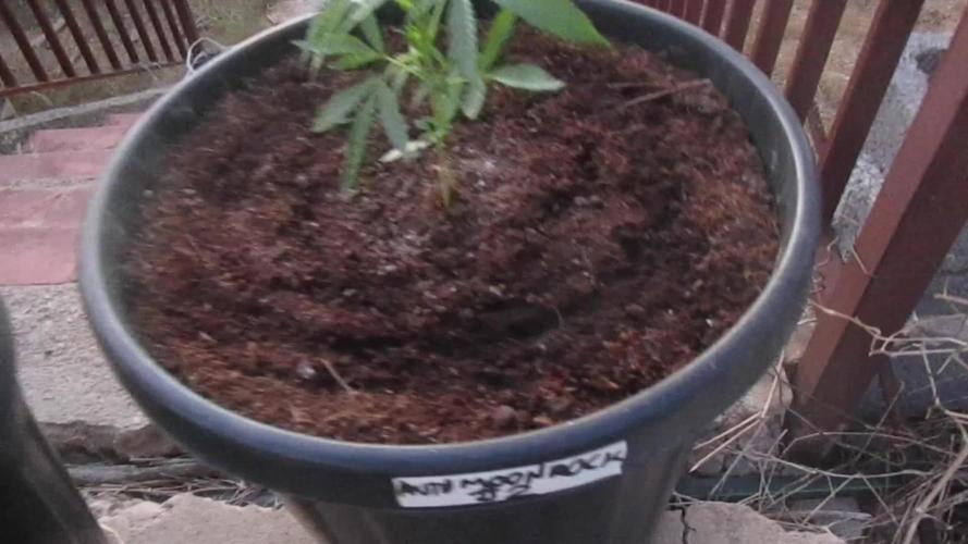 Divine Seeds - Auto Moon Rock