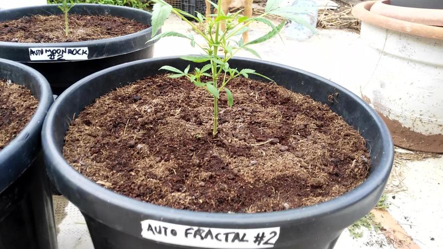 Auto Fractal vs Auto Moonroock Divine Se