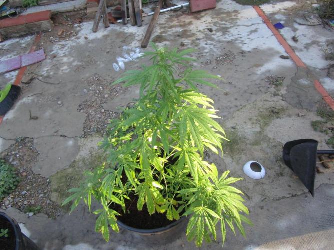 Auto Fractal vs Auto Moonroock Divine Se. Week 9