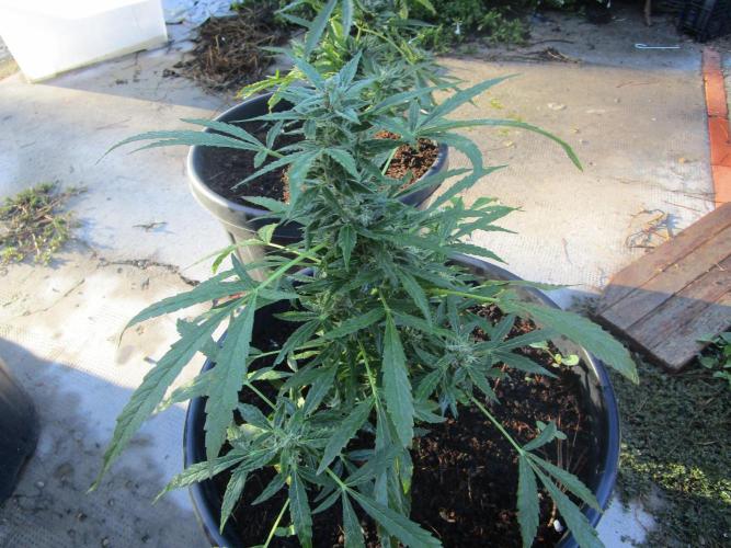 Auto Fractal vs Auto Moonroock Divine Se. Week 9