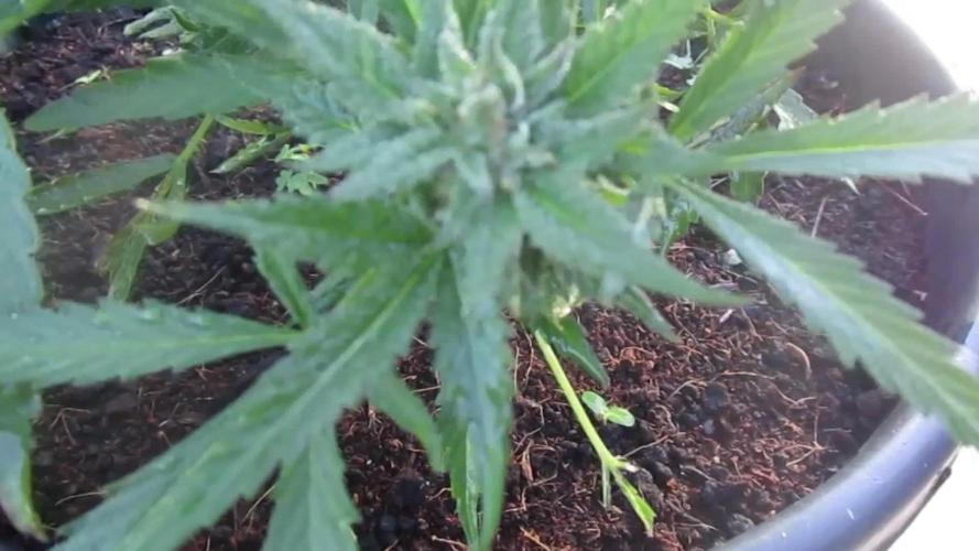 Auto Fractal vs Auto Moonroock Divine Se