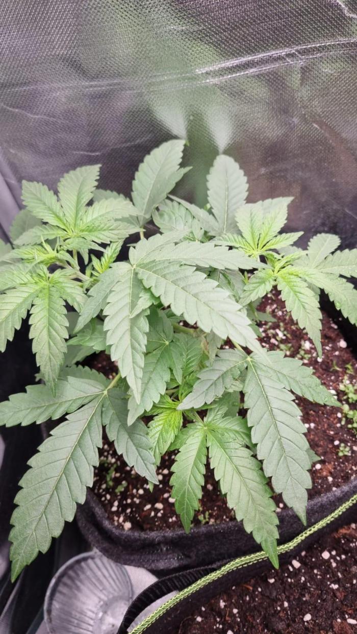 Papaya Zoap F1 V2. Week 3