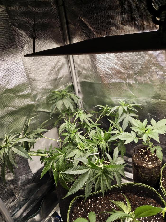 Papaya Zoap F1 V2. Week 5