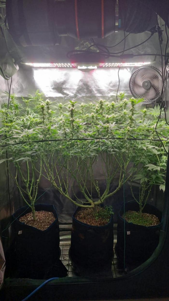 Papaya Zoap F1 V2. Week 13