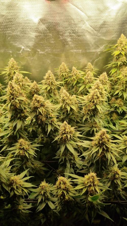 Papaya Zoap F1 V2. Week 17