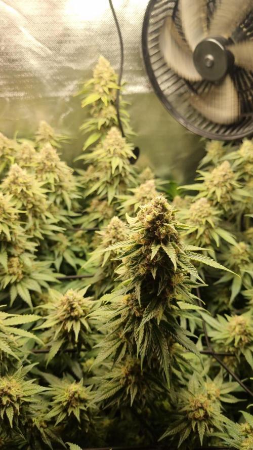 Papaya Zoap F1 V2. Week 17