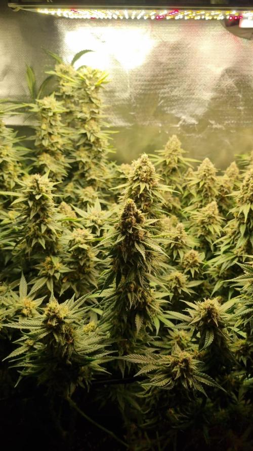 Papaya Zoap F1 V2. Week 17