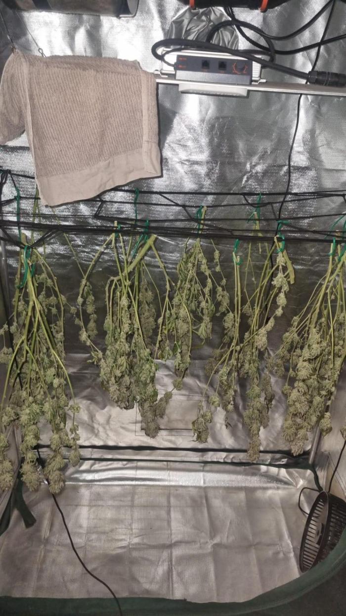 Papaya Zoap F1 V2. Week 18