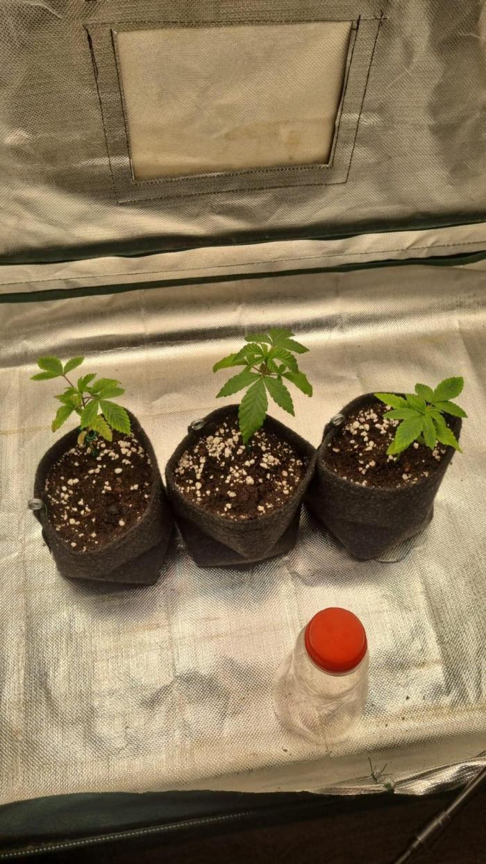 Grounded Genetics im Sumpf. Week 0