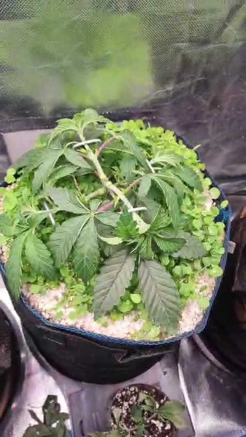 Grounded Genetics im Sumpf
