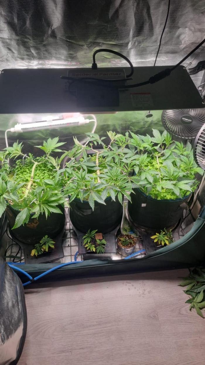 Grounded Genetics im Sumpf. Week 6