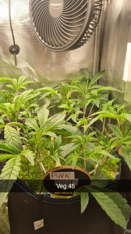 Grounded Genetics im Sumpf. Week 7