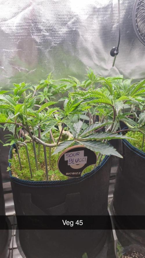 Grounded Genetics im Sumpf. Week 7