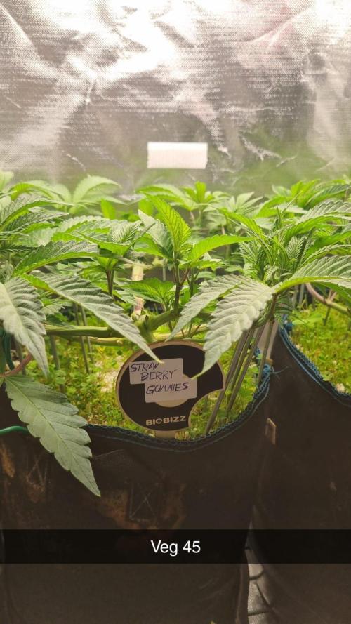 Grounded Genetics im Sumpf. Week 7