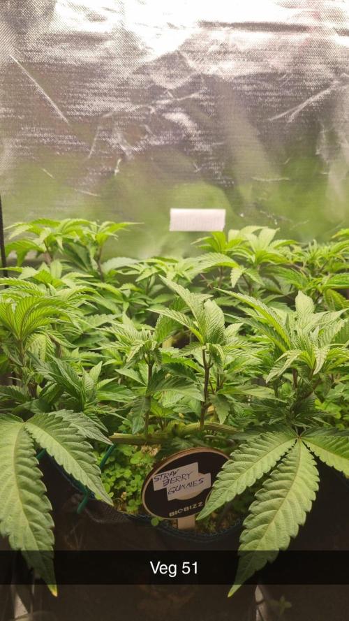 Grounded Genetics im Sumpf. Week 8