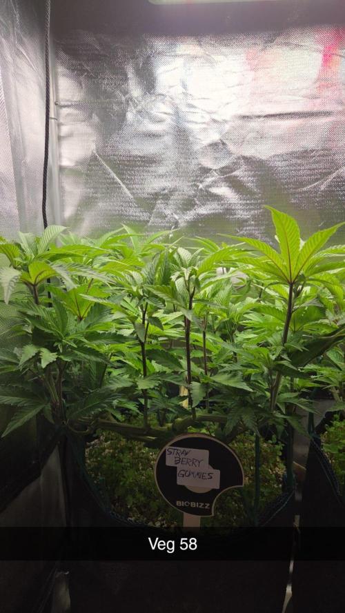 Grounded Genetics im Sumpf. Week 9