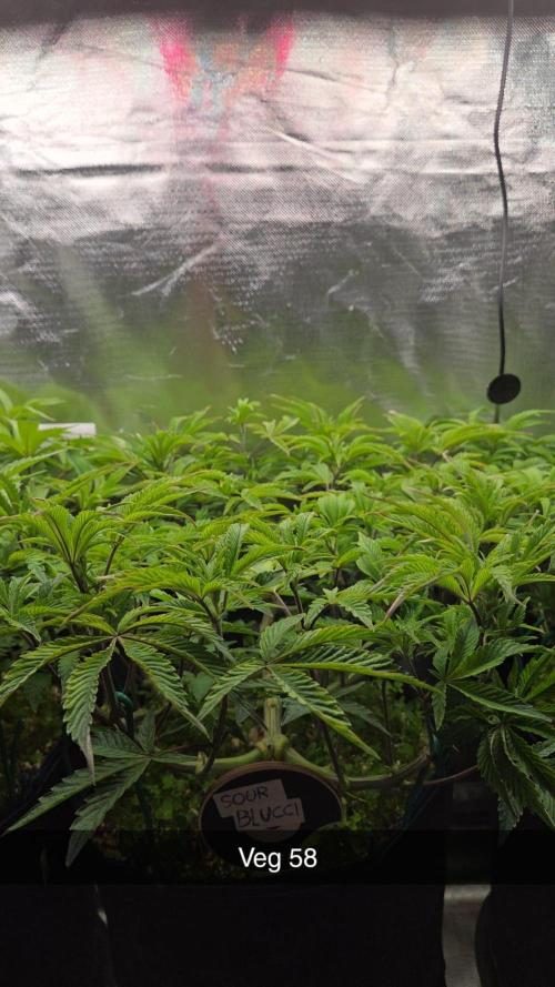 Grounded Genetics im Sumpf. Week 9