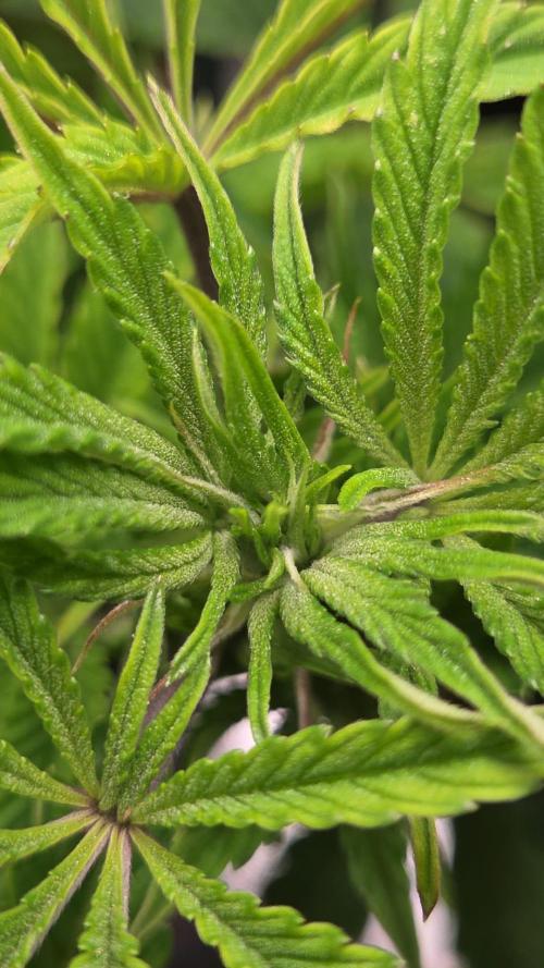 Grounded Genetics im Sumpf. Week 9 - crazy trichomes on the Sour Blucci still veging