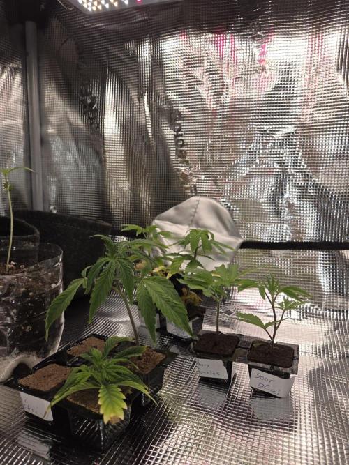 Grounded Genetics im Sumpf. Week 10