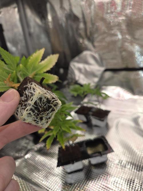 Grounded Genetics im Sumpf. Week 10