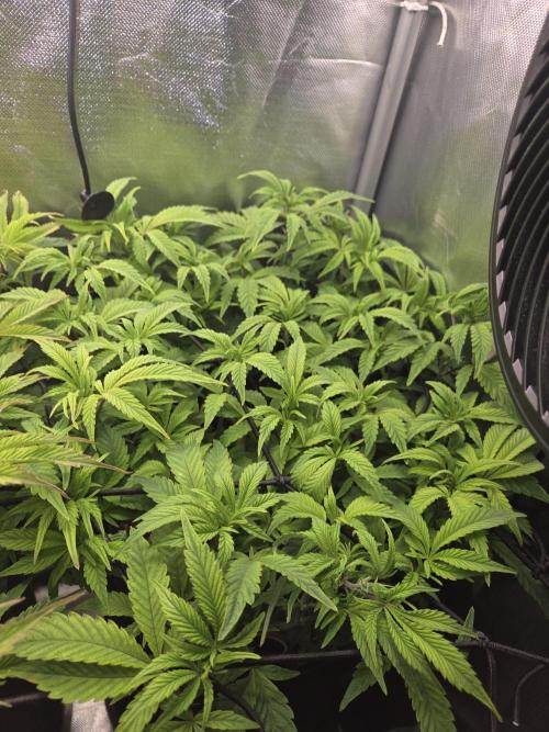 Grounded Genetics im Sumpf. Week 10 - Pink Chai