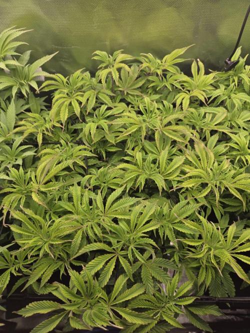 Grounded Genetics im Sumpf. Week 10 - Sour Blucci