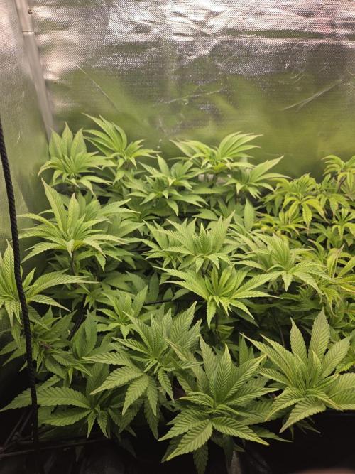 Grounded Genetics im Sumpf. Week 10 - Strawberry Gummies