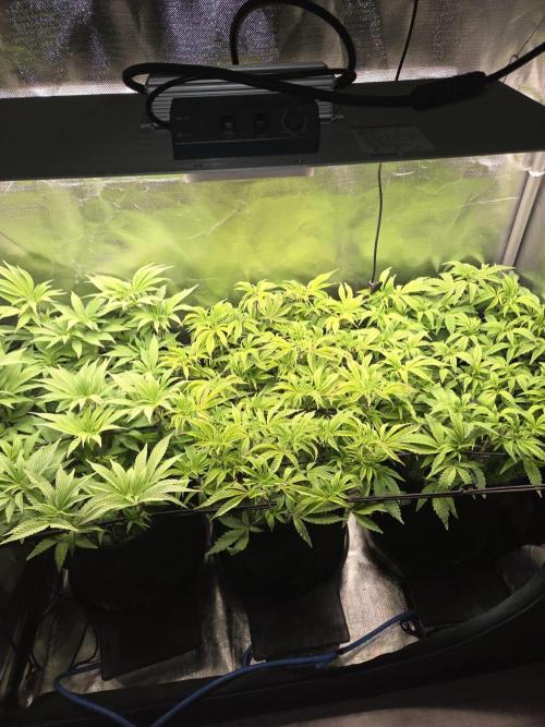 Grounded Genetics im Sumpf. Week 10