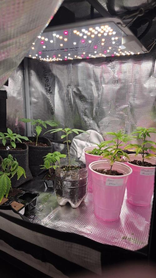 Grounded Genetics im Sumpf. Week 11