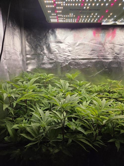 Grounded Genetics im Sumpf. Week 11