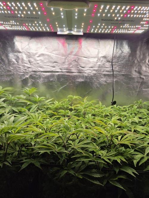 Grounded Genetics im Sumpf. Week 11