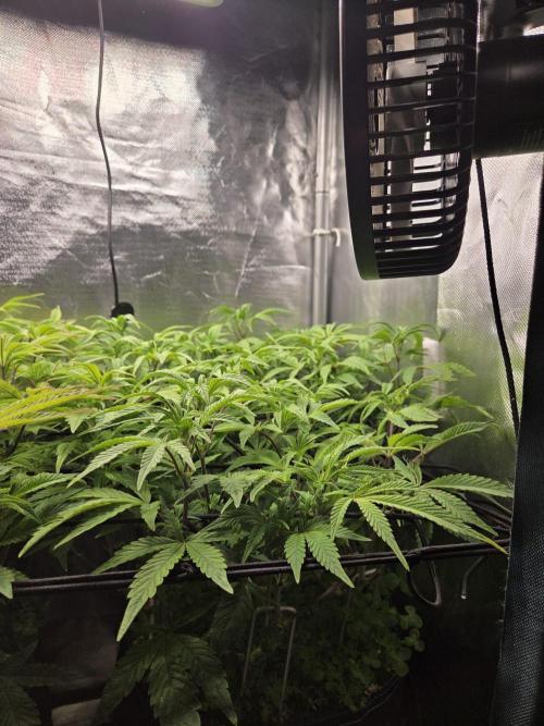 Grounded Genetics im Sumpf. Week 11