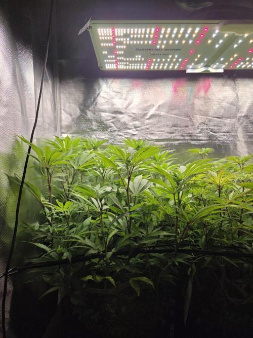 Grounded Genetics im Sumpf. Week 12