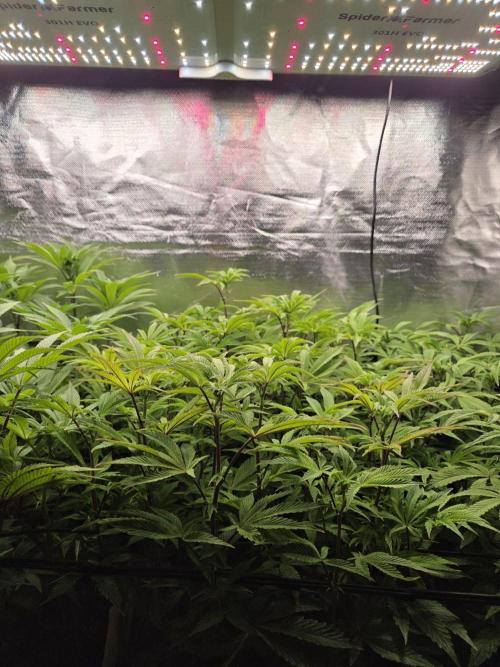 Grounded Genetics im Sumpf. Week 12