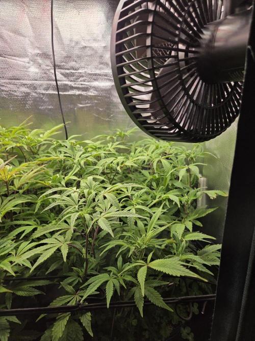 Grounded Genetics im Sumpf. Week 12